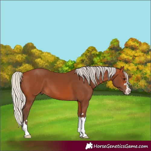Horse Color:Silver Bay 
