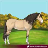 Horse Color:Buckskin Dun 