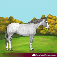 Horse Color:Blue Roan Splash Appaloosa Rabicano 