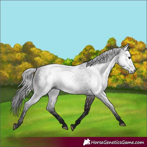 Horse Color:Gray White Spotted Bay 