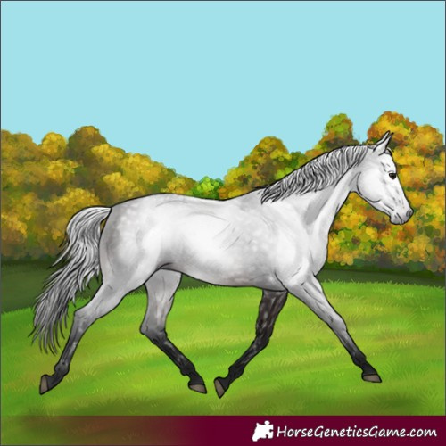 Horse Color:Gray White Spotted Bay 