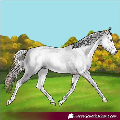 Horse Color:Gray White Spotted Liver Chestnut 