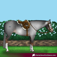 Horse Color:Gray White Spotted Liver Chestnut 