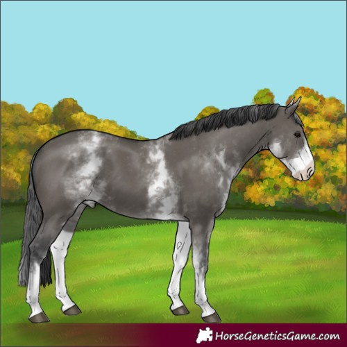 Horse Color:White Spotted Grullo 