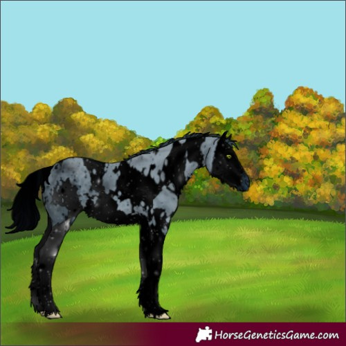 Horse Color:ERROR: UNKNOWN ANOMALY