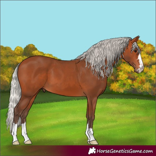 Horse Color:Silver Bay 