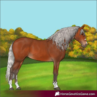 Horse Color:Silver Bay 