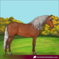 Horse Color:Silver Bay 