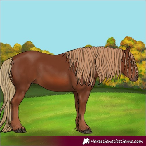 Horse Color:Chestnut 