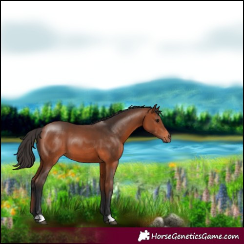 Horse Color:Bay 
