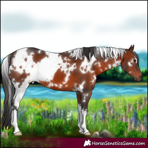 Horse Color:White Spotted Brown 