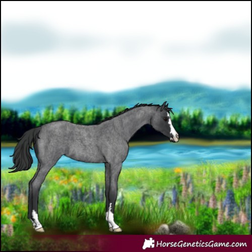Horse Color:Blue Roan