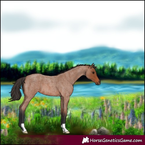 Horse Color:Bay Roan 