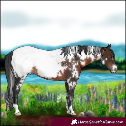 Horse Color:White Spotted Brown Snowcap