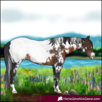 Horse Color:White Spotted Brown Snowcap 