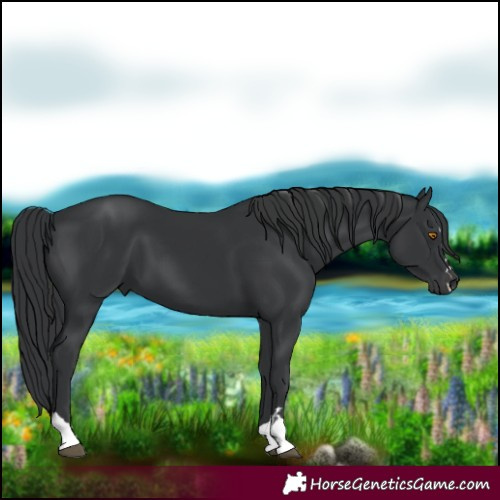 Horse Color:Black 