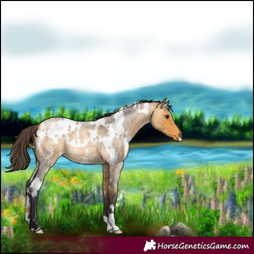 Horse Color:White Spotted Buckskin Roan