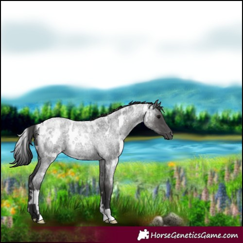 Horse Color:White Spotted Blue Roan