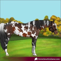 Horse Color:White Spotted Brown Appaloosa 