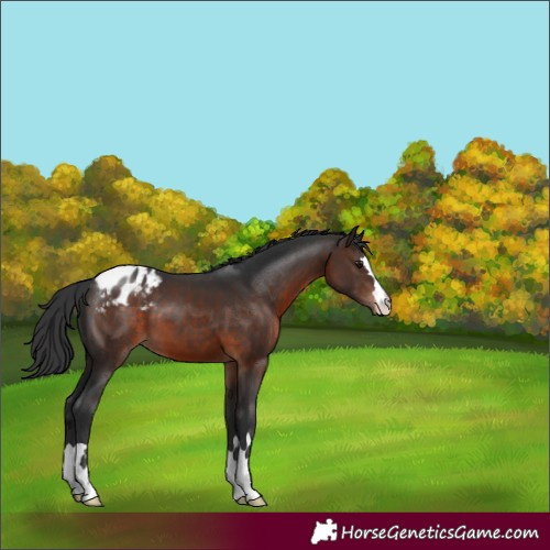 Horse Color:Brown Appaloosa 