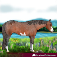Horse Color:Brown Appaloosa