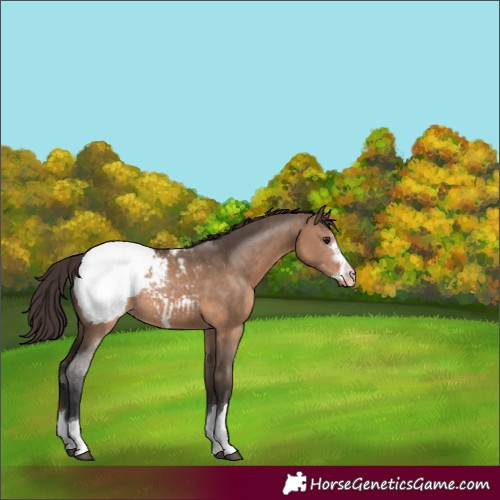 Horse Color:Brown Dun Appaloosa 
