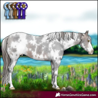 Horse Color:White Spotted Brown Appaloosa 