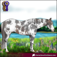 Horse Color:White Spotted Brown Appaloosa 