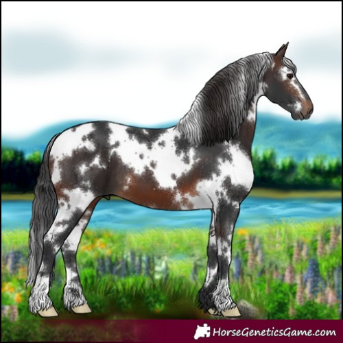Horse Color:White Spotted Brown
