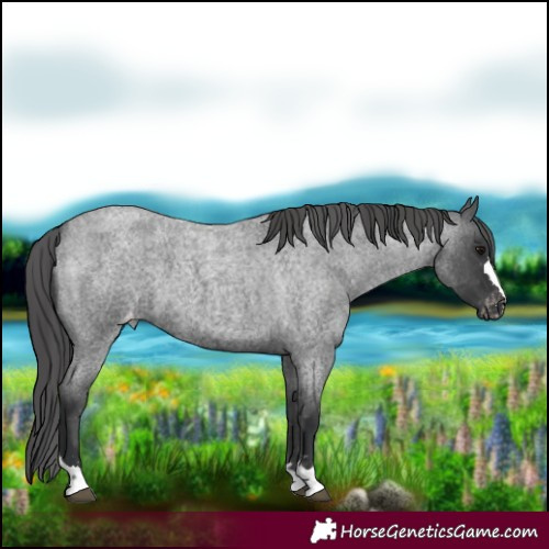 Horse Color:Blue Roan Varnish 