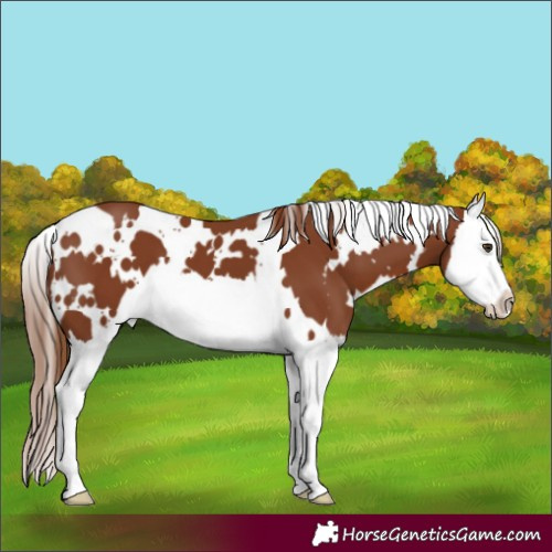 Horse Color:White Spotted Chestnut Splash