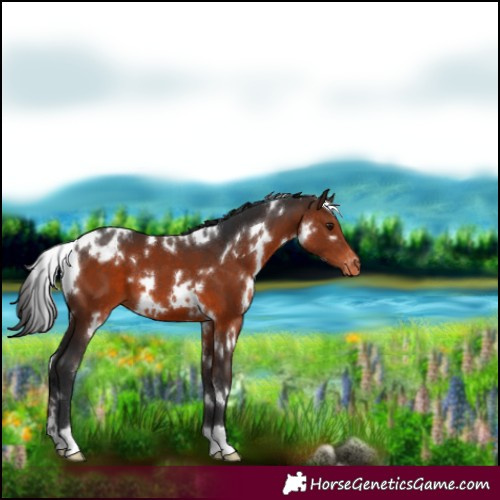 Horse Color:White Spotted Brown Appaloosa 