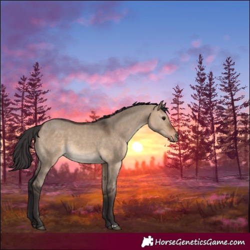 Horse Color:Brown Dun 