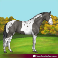 Horse Color:Grullo Splash Tobiano 