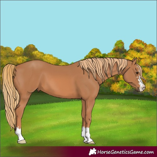 Horse Color:Chestnut 