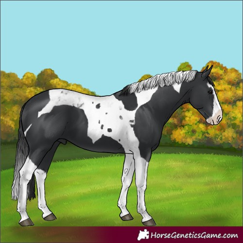Horse Color:Black Splash Tobiano
