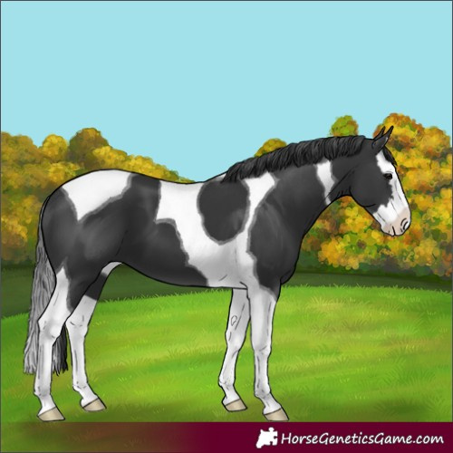 Horse Color:Black Splash Tobiano 
