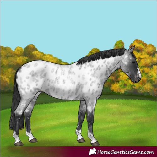 Horse Color:Blue Roan Appaloosa 