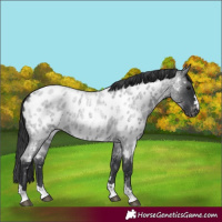 Horse Color:Blue Roan Appaloosa 