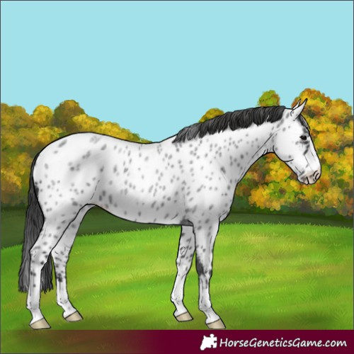 Horse Color:Blue Roan Appaloosa