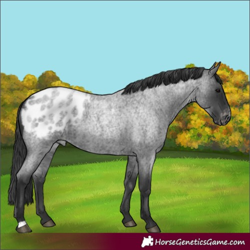 Horse Color:Blue Roan Appaloosa 