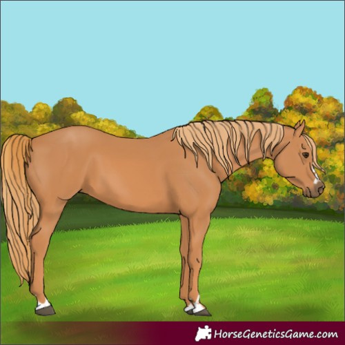 Horse Color:Unknown 