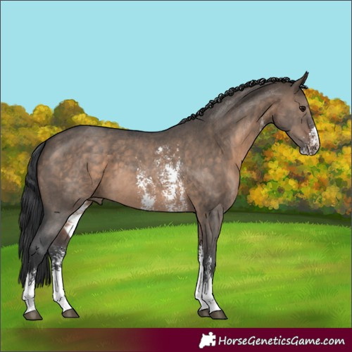 Horse Color:Brown Dun Sabino