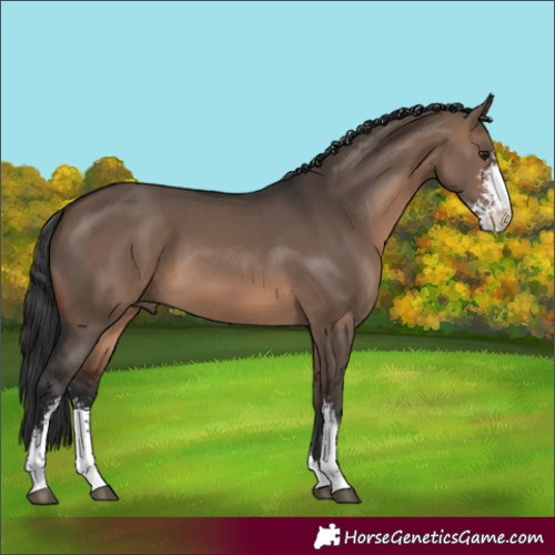 Horse Color:Brown Dun Sabino