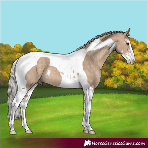Horse Color:Silver Bay Dun Sabino Tobiano