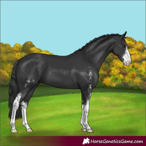 Horse Color:Black Sabino