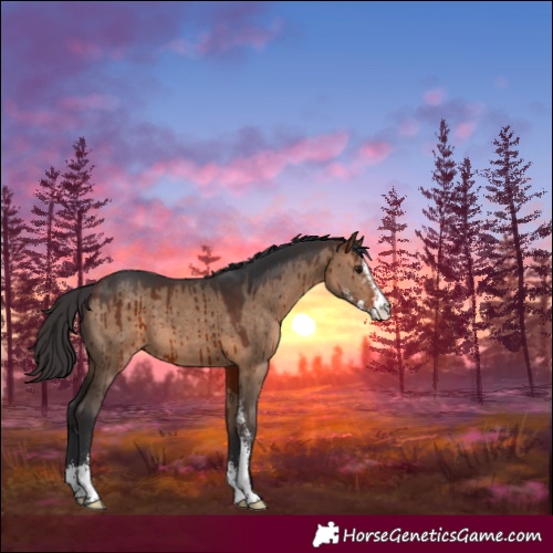 Horse Color:Bay Dun Sabino Brindle 