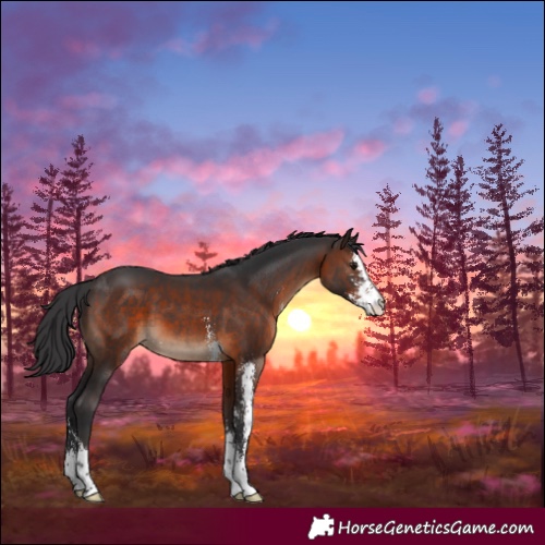 Horse Color:Brown Sabino 