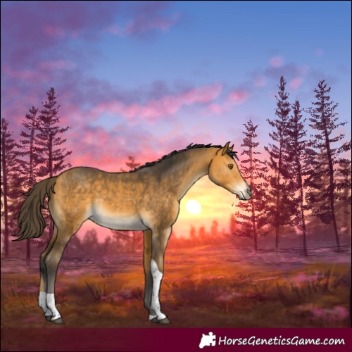 Horse Color:Buckskin Tobiano Rabicano 