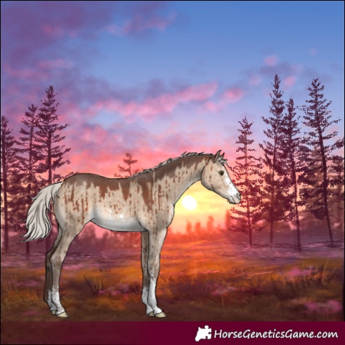 Horse Color:Silver Brown Dun Sabino Brindle 